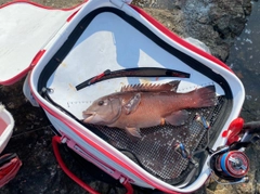 カンダイの釣果