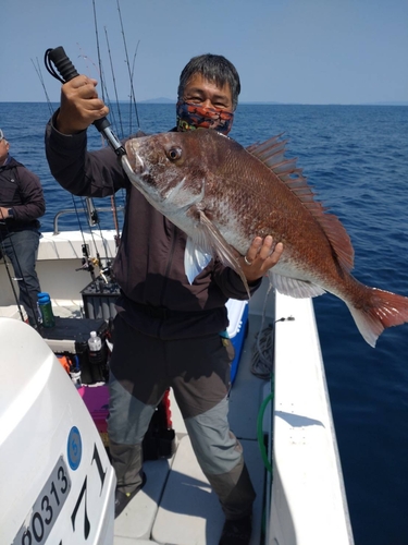 マダイの釣果