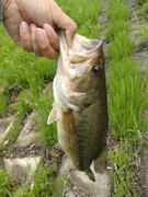 ラージマウスバスの釣果