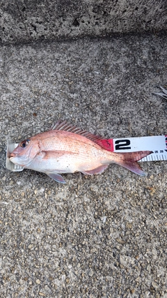 マダイの釣果