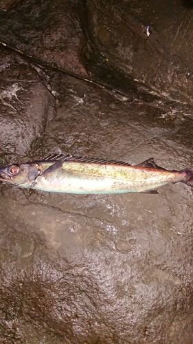 クロシビカマスの釣果