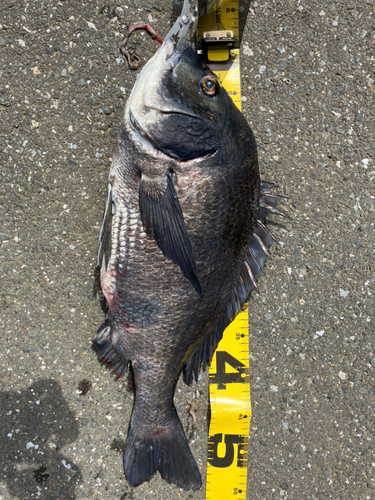 クロダイの釣果