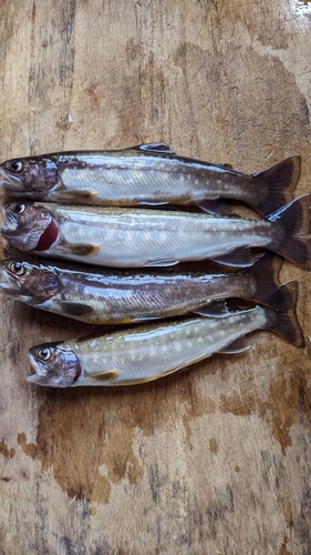 イワナの釣果