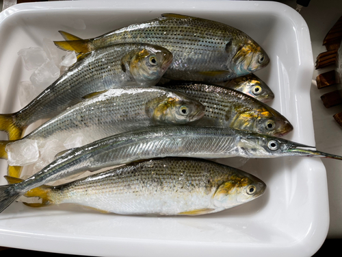 コハダの釣果