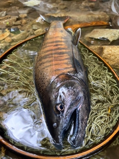 ヤマメの釣果