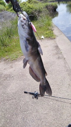 アメリカナマズの釣果