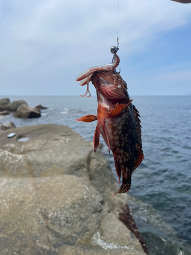 ガシラの釣果