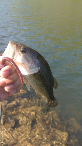 ブラックバスの釣果