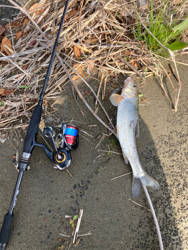 ニゴイの釣果