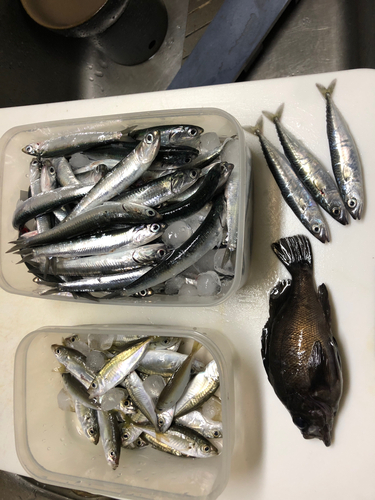 カタクチイワシの釣果