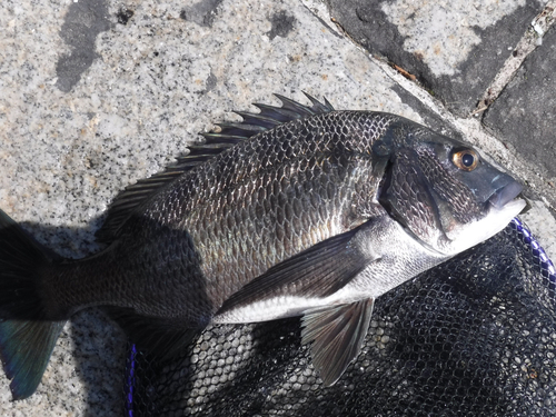 チヌの釣果