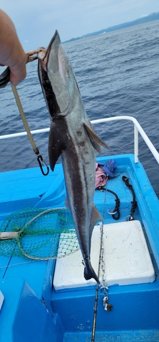 コバンザメの釣果