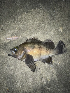 アカメバルの釣果