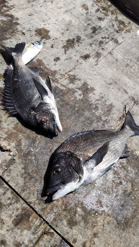 クロダイの釣果