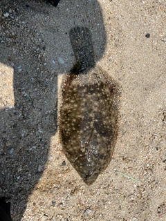 カレイの釣果