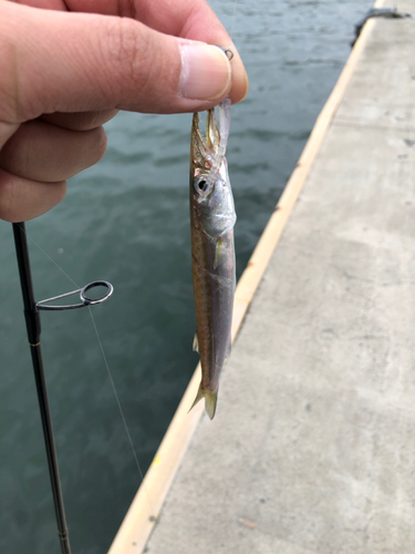 アカカマスの釣果