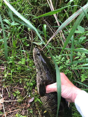 ライギョの釣果