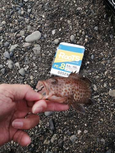 オオモンハタの釣果