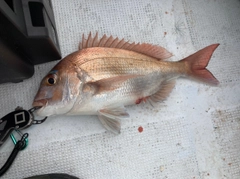 マダイの釣果