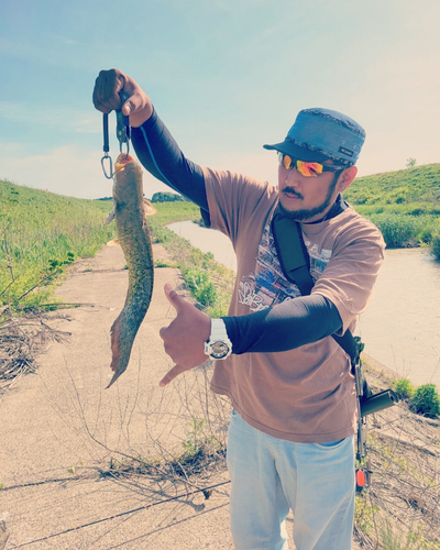 ナマズの釣果