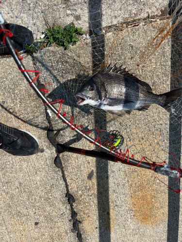 チヌの釣果