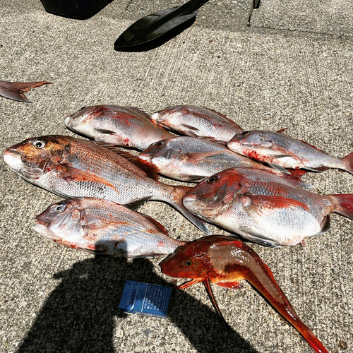 マダイの釣果