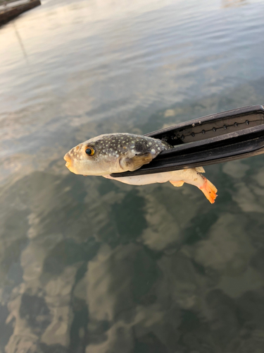 クサフグの釣果