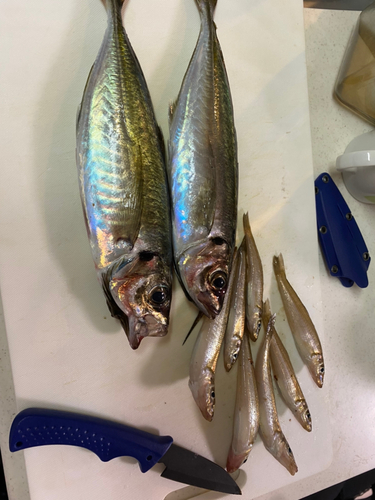 アジの釣果