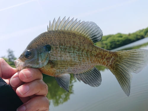 ブルーギルの釣果