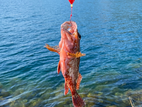 カサゴの釣果