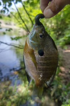 ブルーギルの釣果