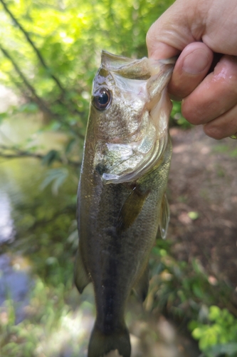 ラージマウスバスの釣果