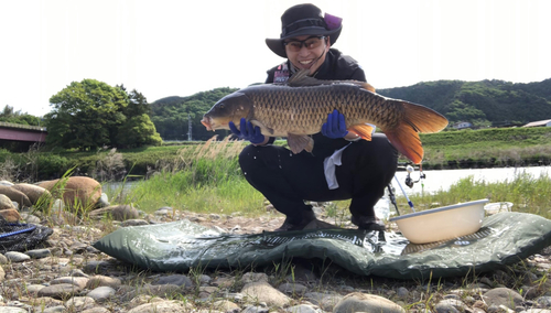 コイの釣果