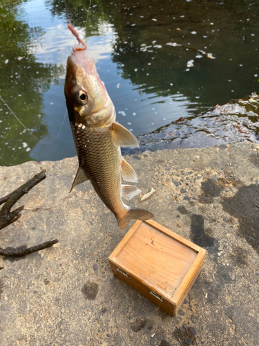 ニゴイの釣果