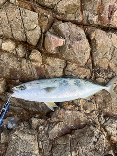 ハマチの釣果