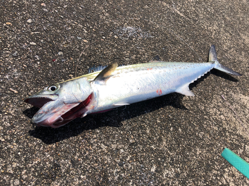 サゴシの釣果