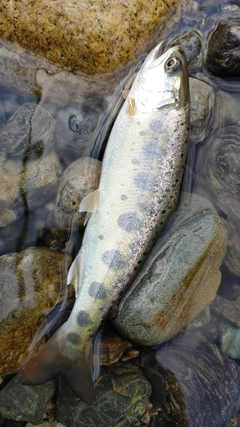 アマゴの釣果