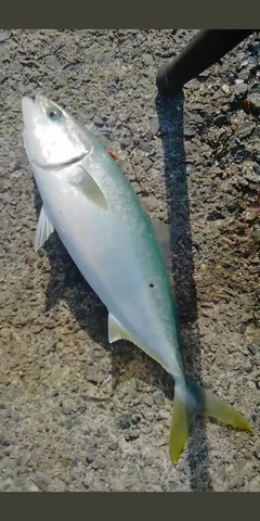 ハマチの釣果