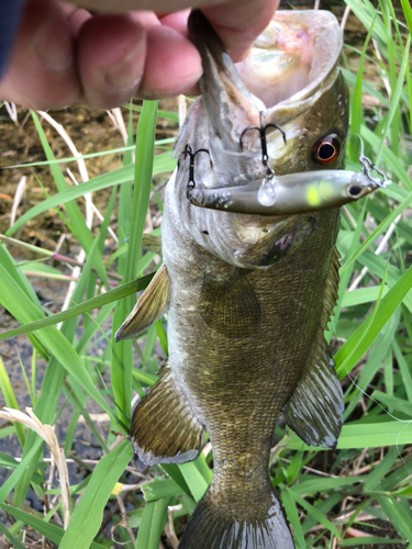 スモールマウスバスの釣果