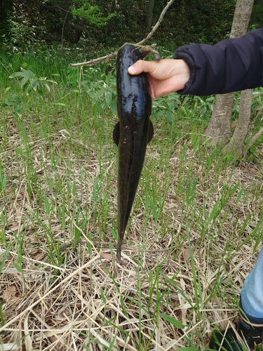 ライギョの釣果