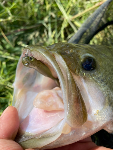 ラージマウスバスの釣果