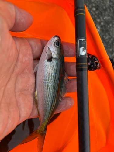 ウメイロの釣果