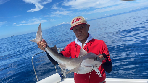 フトツノザメの釣果