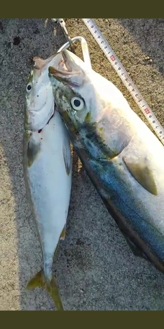 メジロの釣果