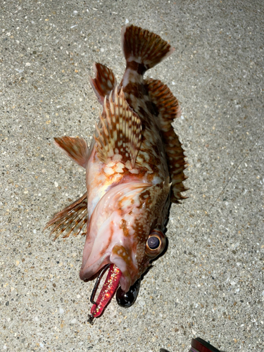 カサゴの釣果