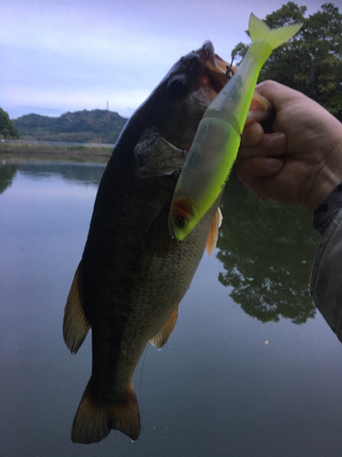 ブラックバスの釣果