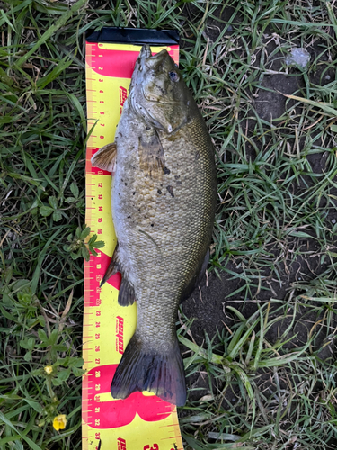 スモールマウスバスの釣果