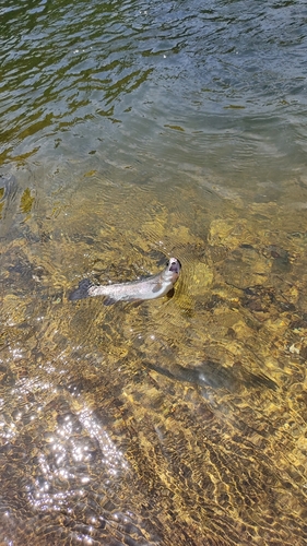 ニジマスの釣果