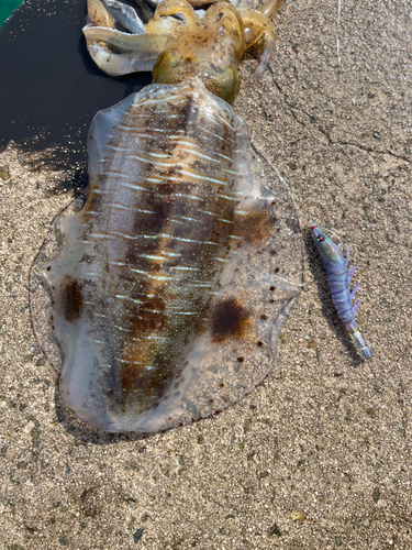 アオリイカの釣果