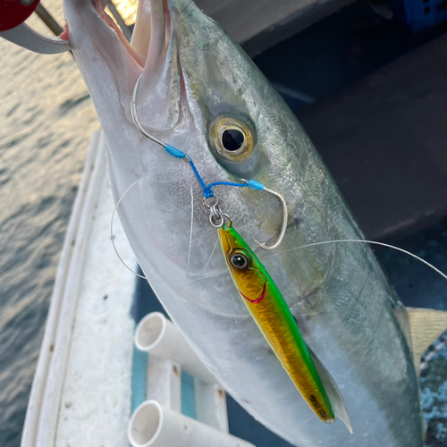 メジロの釣果